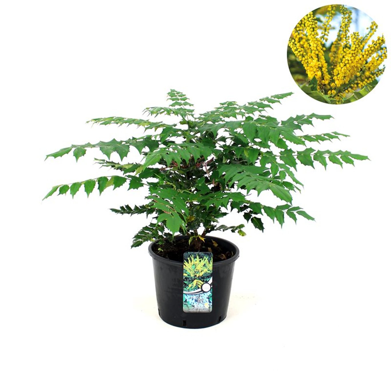 Äpple – Malus 'John Downie' - C12 50-60 CM